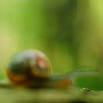 Naturbegegnungen – UNESCO Biosphärenreservat Schaalsee I ein fotografisches Porträt