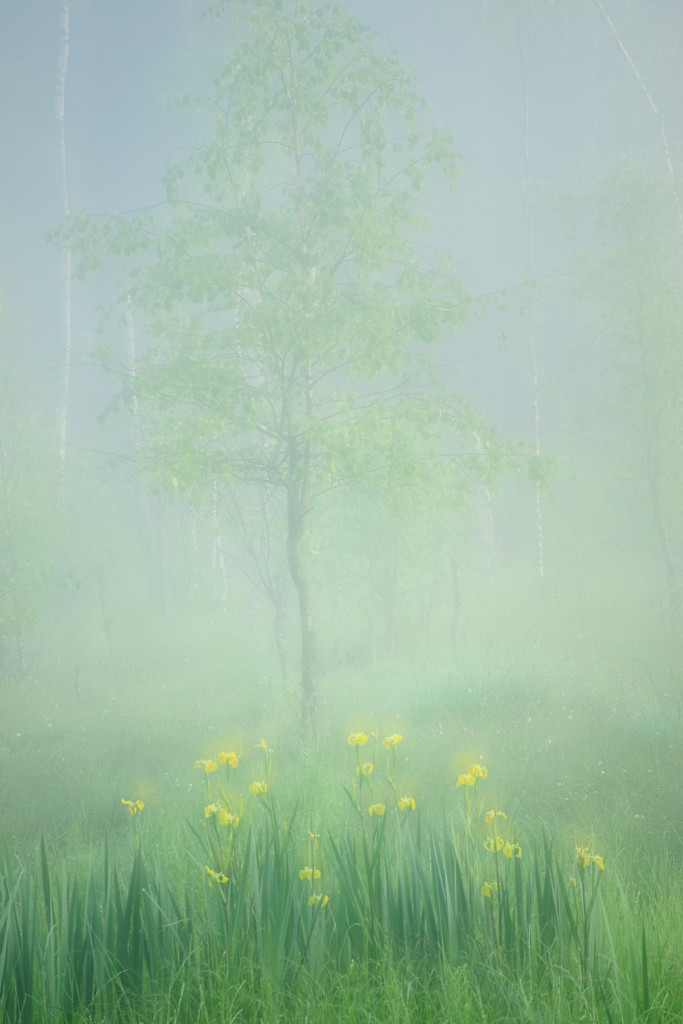 Frühling_CMU1686_1._002