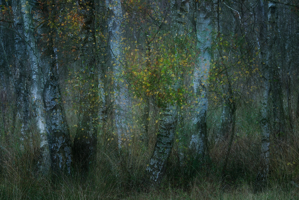 Herbst_CMU2457.jpg._004
